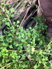Xanthosia stellata