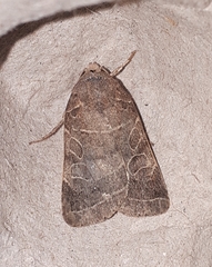 Orthodes majuscula