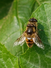 Myathropa florea