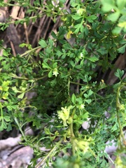 Xanthosia stellata