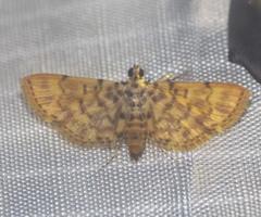 Nacoleia