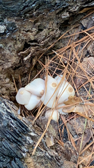 Agaricales