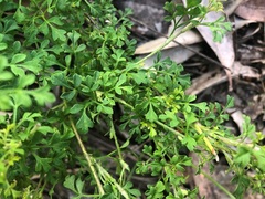 Xanthosia stellata