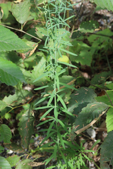 Linaria purpurea