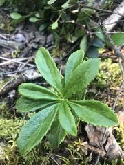 Chimaphila umbellata