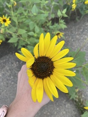 Helianthus