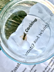 Vespula germanica