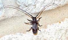 Oncideres cingulata