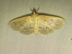 Herpetogramma pertextalis