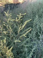 Bassia scoparia