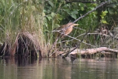 Botaurus lentiginosus