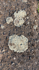 Protoparmeliopsis muralis