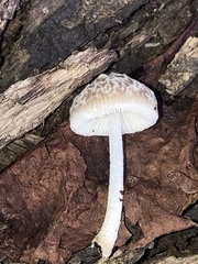 Pluteus thomsonii