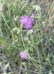 Mirabilis linearis