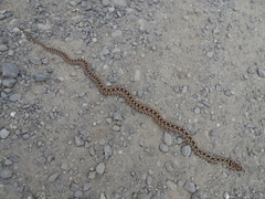 Pituophis catenifer catenifer