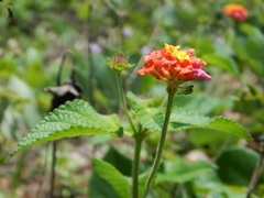 Lantana horrida