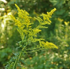 Solidago altissima