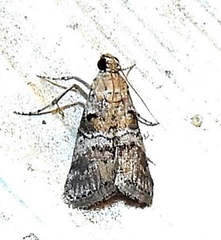 Pococera euphemella