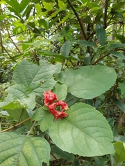 Clerodendrum canescens