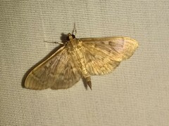 Herpetogramma aeglealis