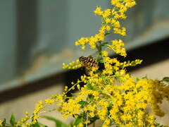Helophilus fasciatus
