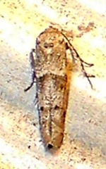 Blastobasinae