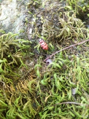 Coleomegilla maculata