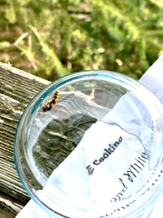 Vespula germanica
