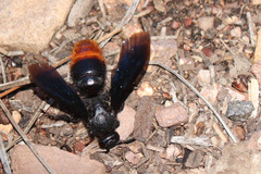 Scoliinae