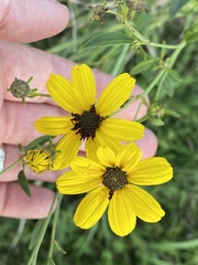 Coreopsis tripteris