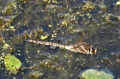 Rhionaeschna multicolor