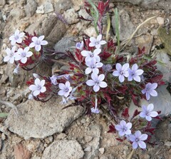 Langloisia setosissima