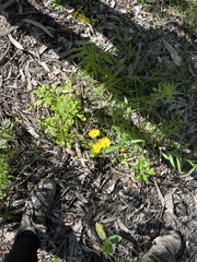 Senecio madagascariensis