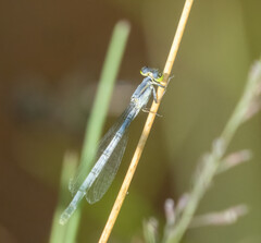 Ischnura perparva