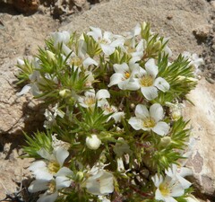 Linanthus demissus