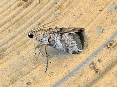 Pococera euphemella