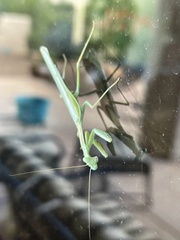 Stagmomantis limbata