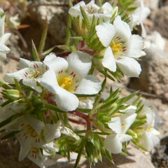 Linanthus demissus