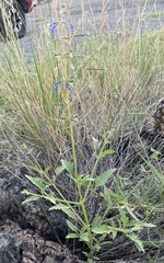 Salvia subincisa