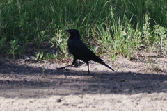 Euphagus cyanocephalus
