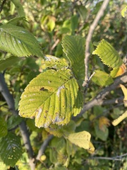 Ulmus minor
