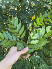 Calliandra haematocephala