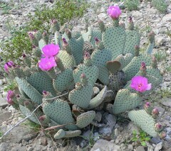 Opuntia basilaris basilaris