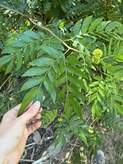Calliandra haematocephala