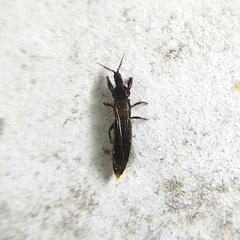 Thysanoptera