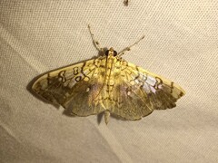 Pantographa limata