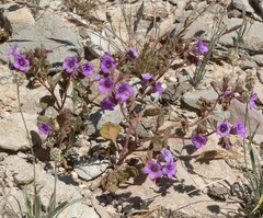 Phacelia pulchella