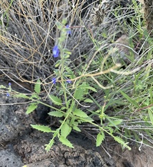 Salvia subincisa