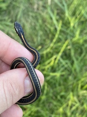 Thamnophis radix