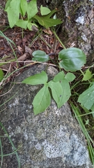 Nabalus trifoliolatus